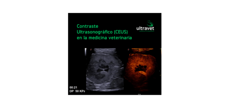 Contraste Ultrasonográfico (CEUS) en la medicina veterinaria: transformando diagnósticos con precisión y seguridad