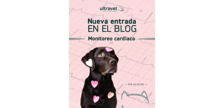 ¿Cómo funcionan las derivaciones en la electrocardiografía veterinaria?