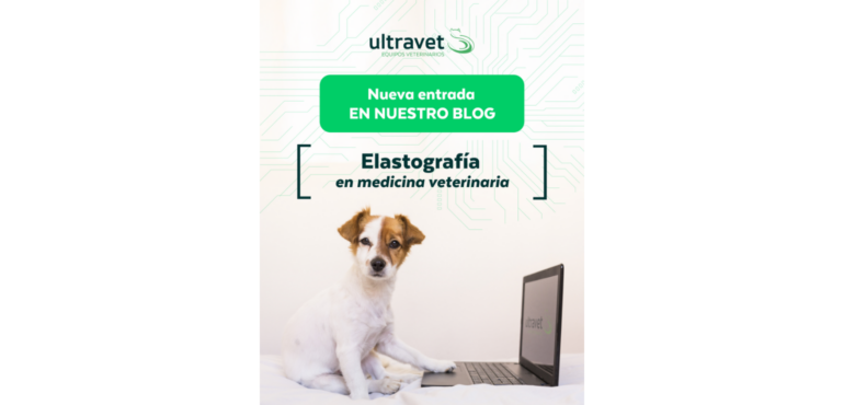 Qué aporta realmente la elastografía a la ecografía veterinaria 