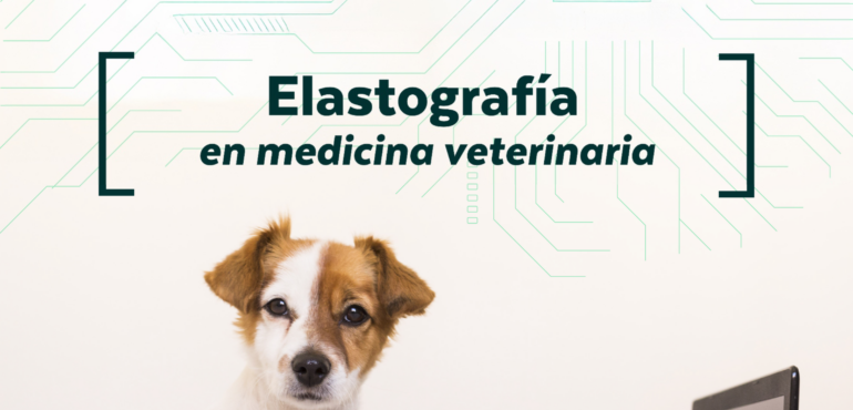 Qué aporta realmente la elastografía a la ecografía veterinaria 